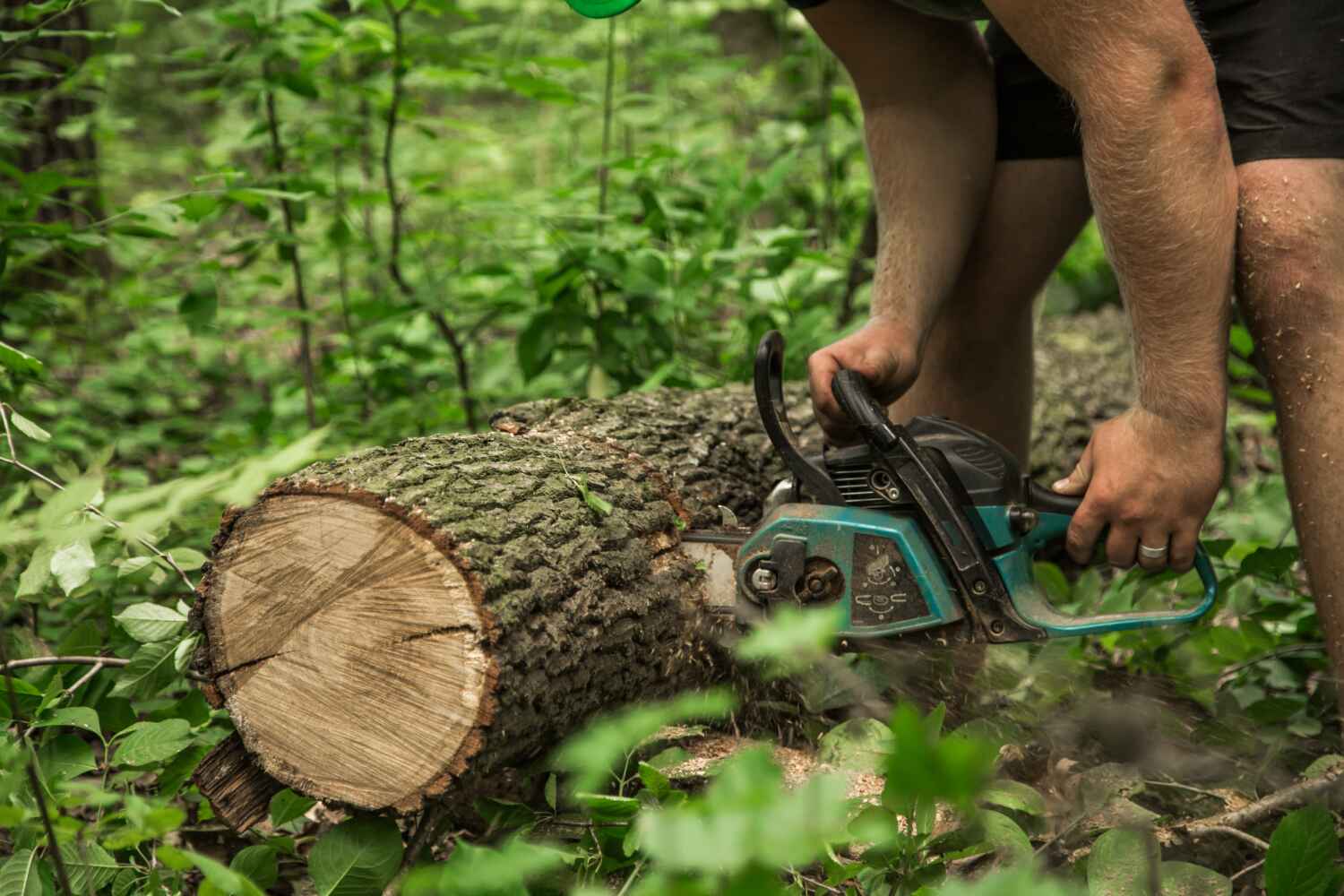 Best Commercial Tree Services  in Apalachicola, FL